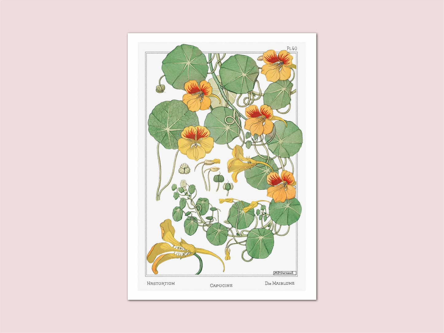 Nasturtium Verneuil Vintage Botanical Print