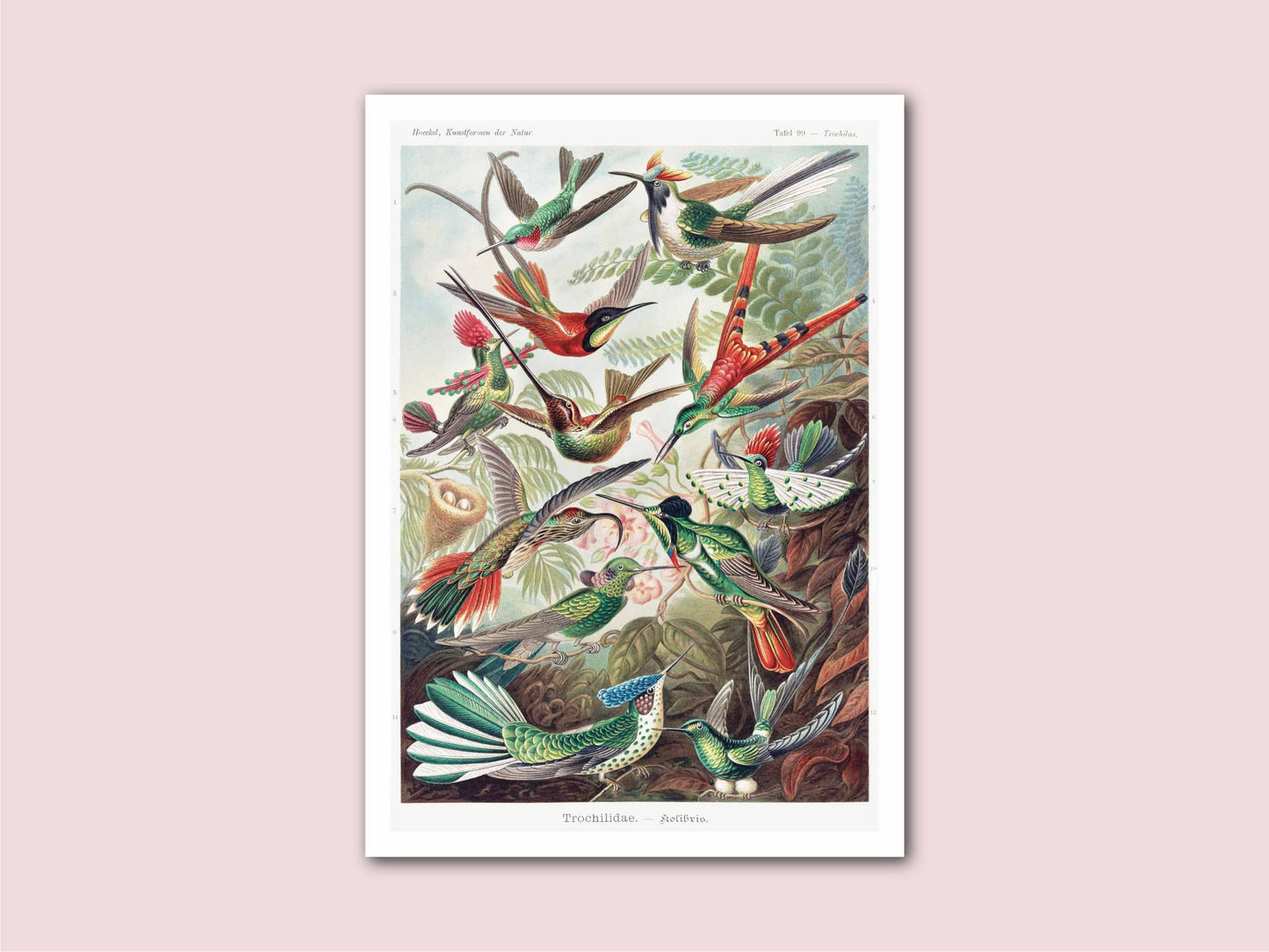 Hummingbirds Ernst Haeckel Illustration Vintage Poster