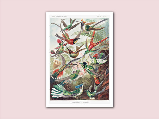 Hummingbirds Ernst Haeckel Illustration Vintage Poster