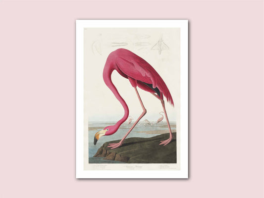 Flamingo Vintage Illustration Print